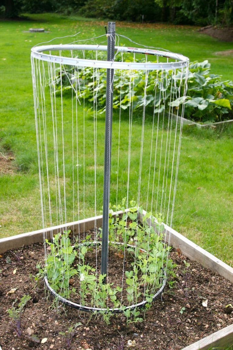 Advantages of Growing Podded Peas in Raised Bed DIY Morning