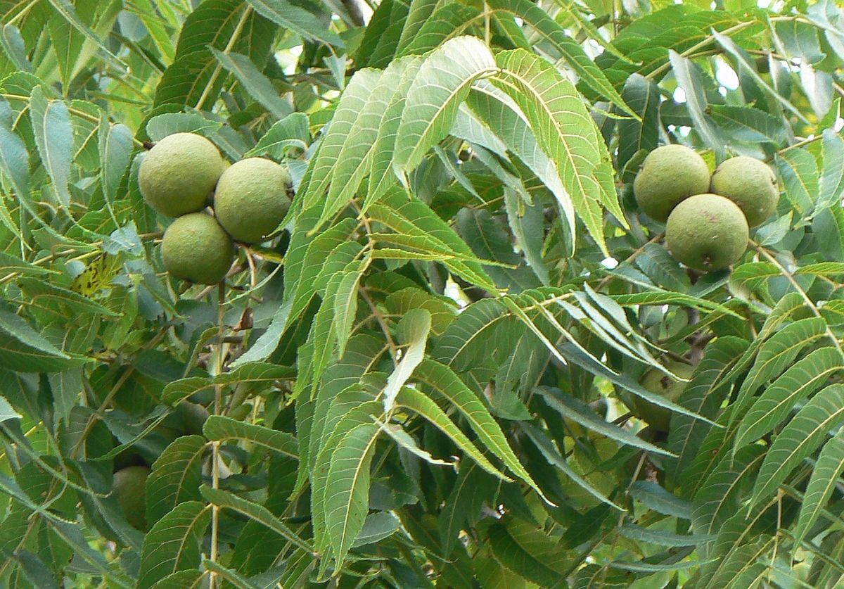 Planting and Identifying Black Walnut Trees
