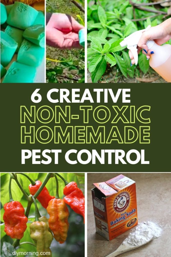 6 NonToxic Homemade Pest Control for Gardens DIY Morning