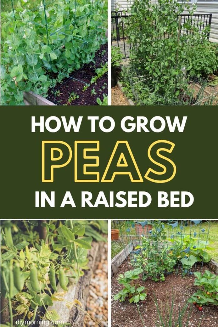 Advantages of Growing Podded Peas in Raised Bed DIY Morning