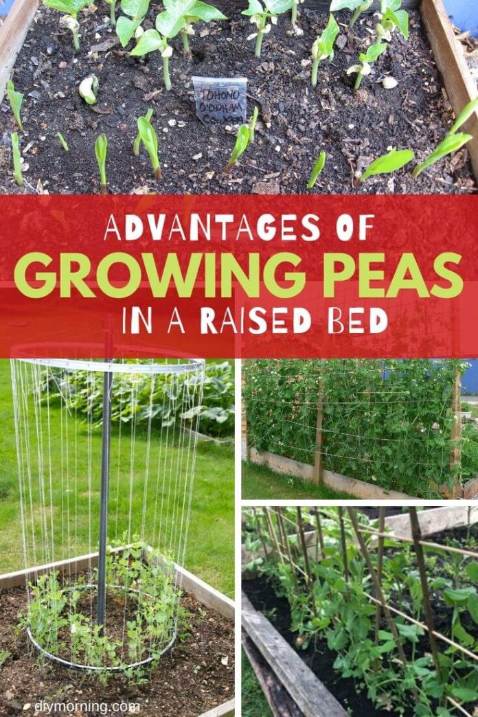 Advantages of Growing Podded Peas in Raised Bed DIY Morning