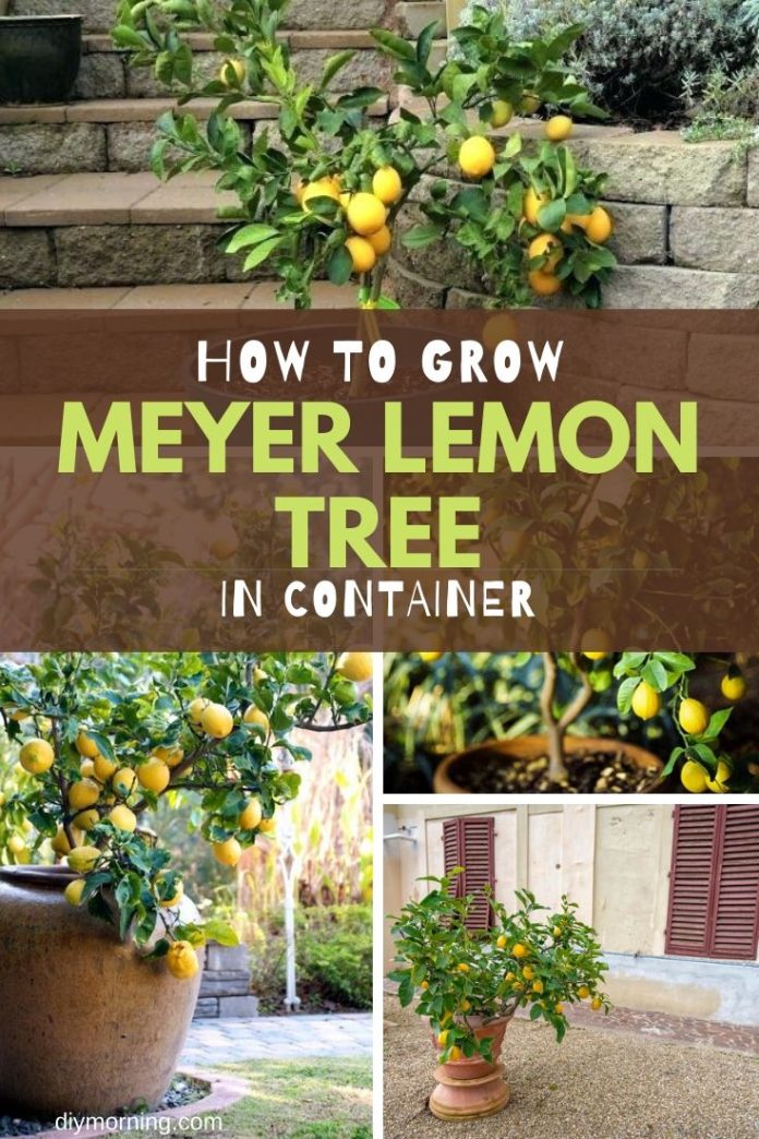 Meyer Lemon Tree How To Grow and Care for Meyer Lemon Tree In Pots