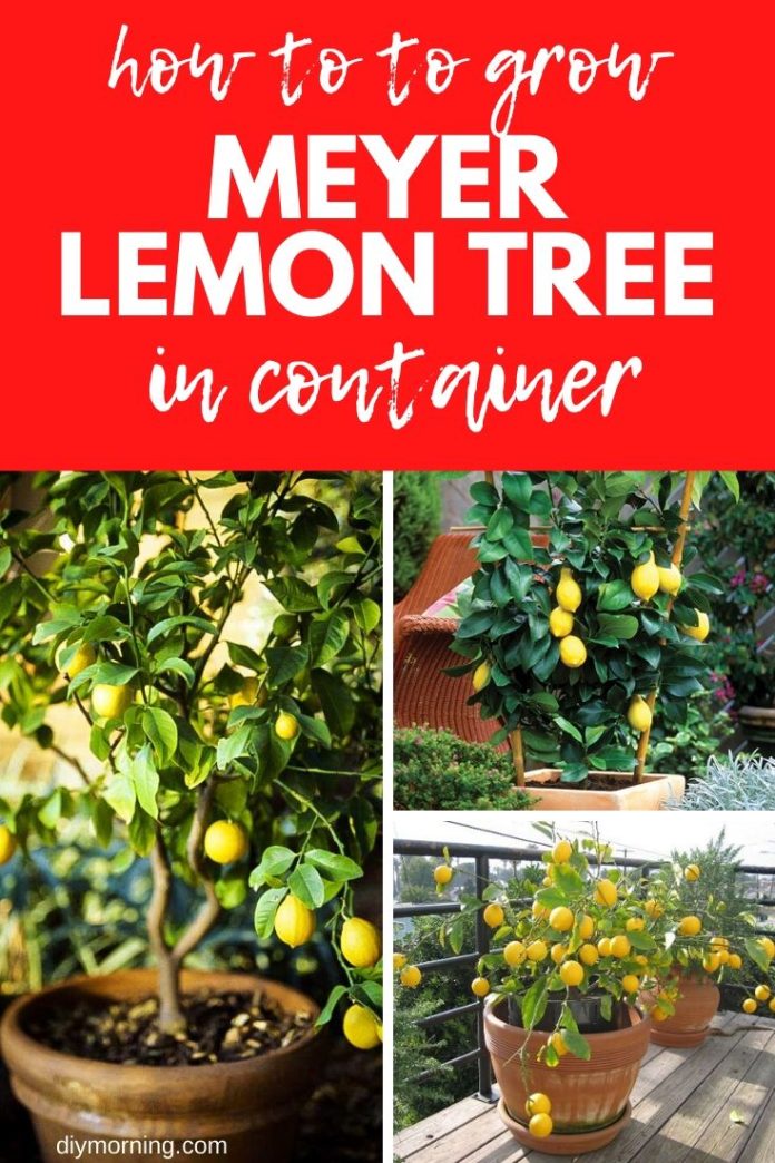 Meyer Lemon Tree How To Grow and Care for Meyer Lemon