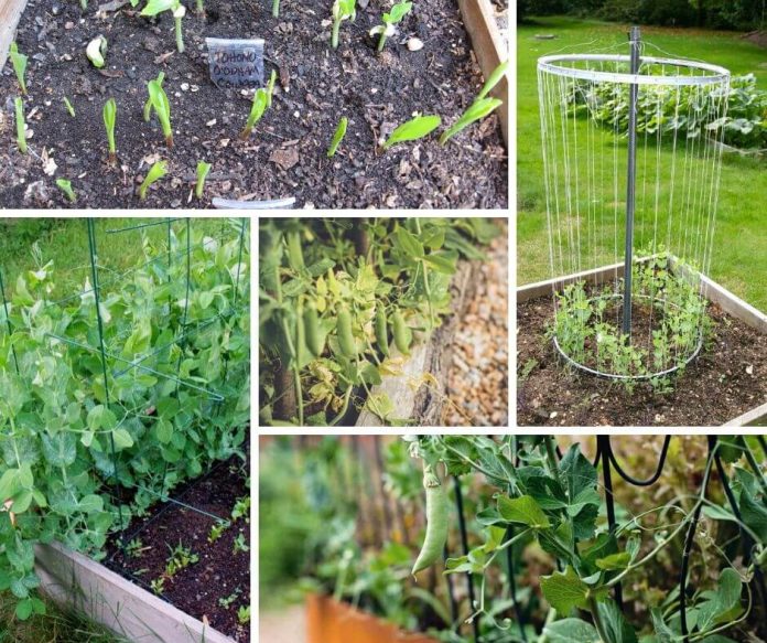 Advantages of Growing Podded Peas in Raised Bed - DIY Morning