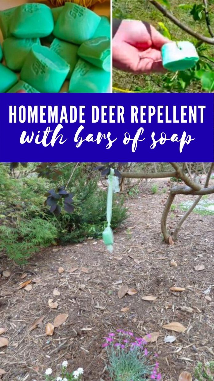 6 Non-Toxic Homemade Pest Control For Gardens - DIY Morning