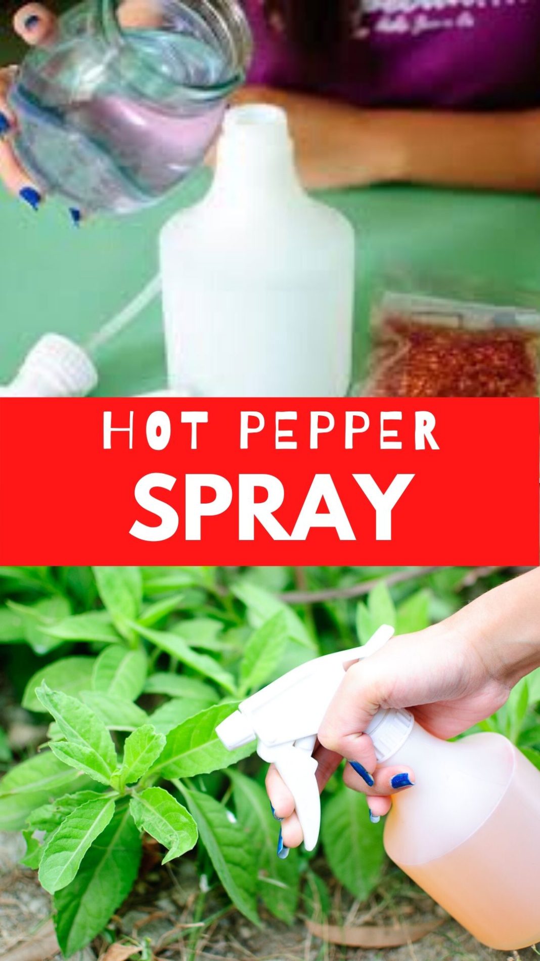 Non Toxic Homemade Pest Control For Gardens DIY Morning