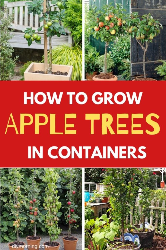 How To Grow Apple Trees In Containers And Pots Diy Morning