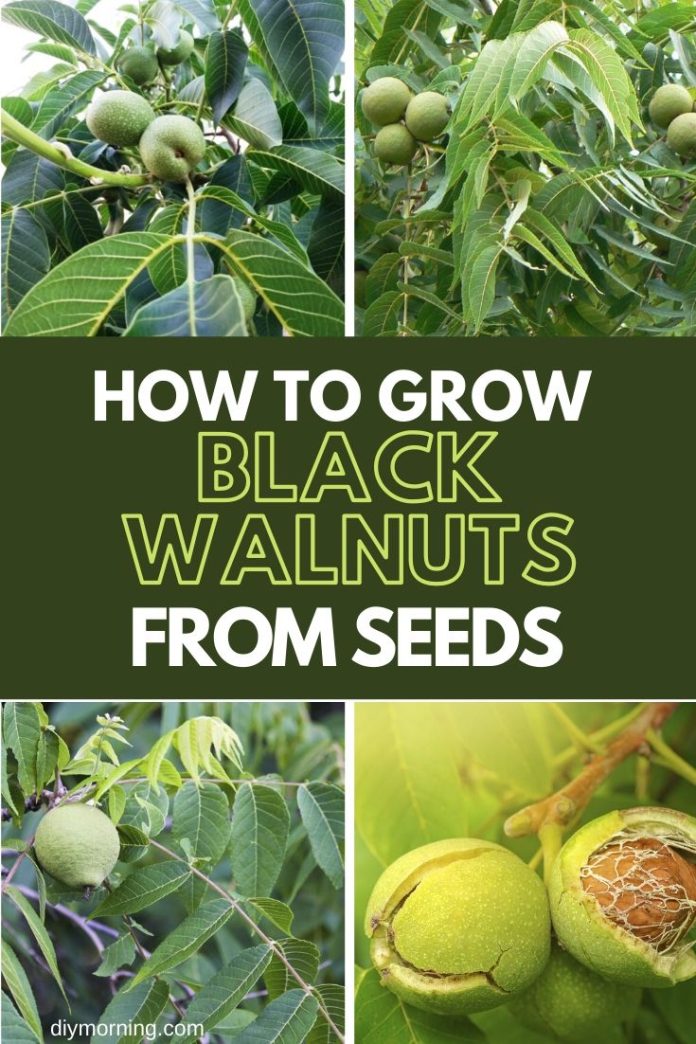 black walnut seedlings