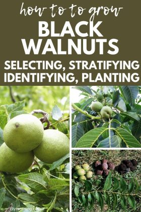 transplanting black walnut seedlings