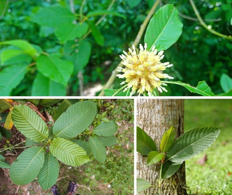 Kratom Plant Growing Guide: Everything You Need To Know