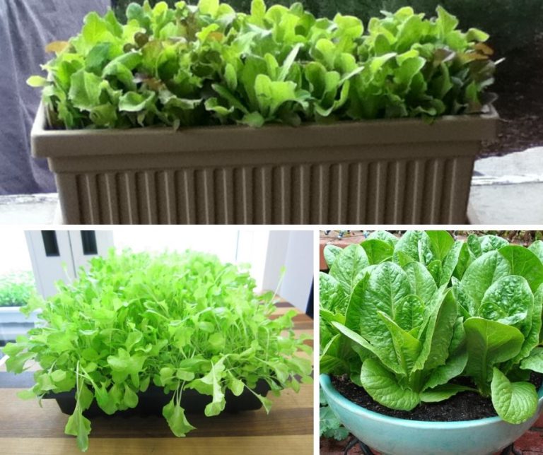 Growing Leafy Greens for Garden Containers