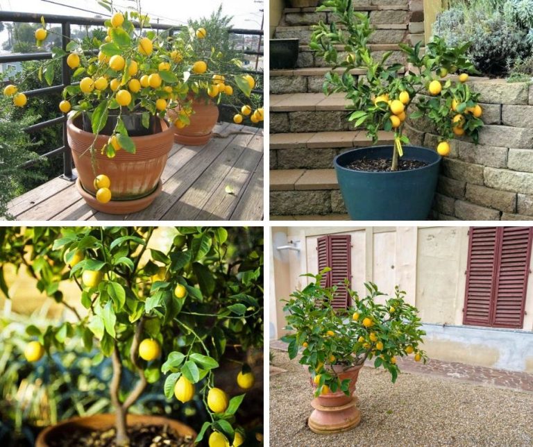 Meyer Lemon Tree How To Grow and Care for Meyer Lemon