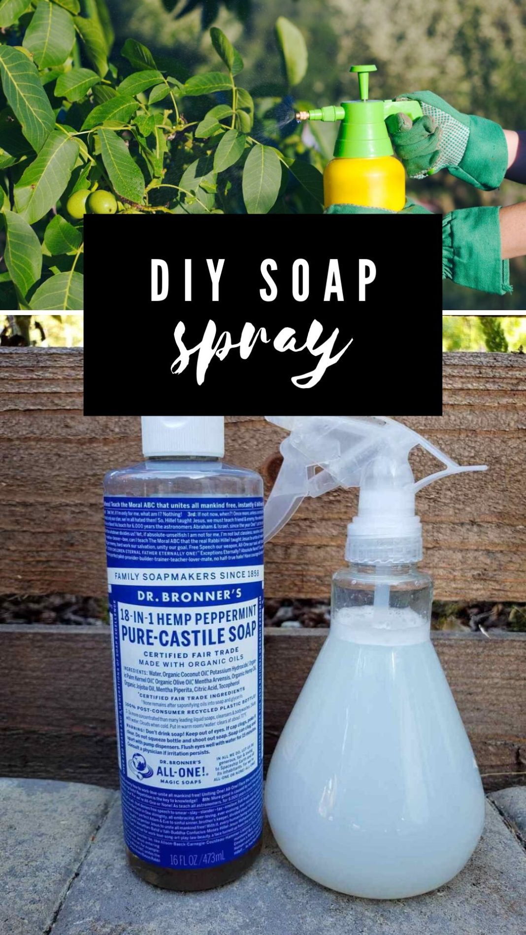 6 Non-Toxic Homemade Pest Control For Gardens - DIY Morning