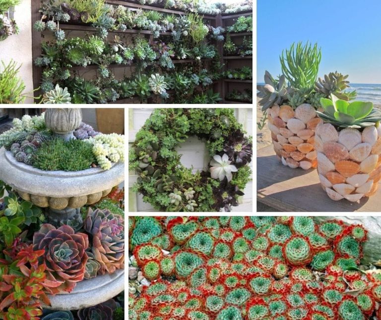 best succulent garden ideas