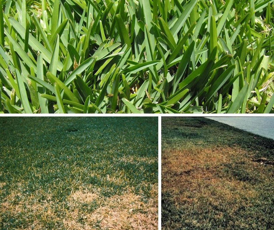 Problems And Treatment St Augustine Grass In North Texas Diy Morning