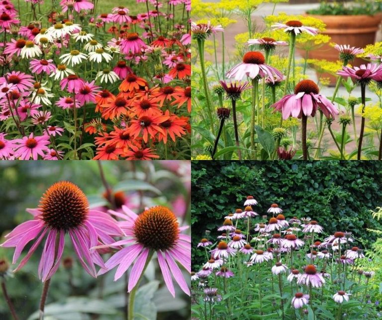 Echinacea Selections in Landscapes: New Cultivars Can Enhance Prairie and Meadow Gardens