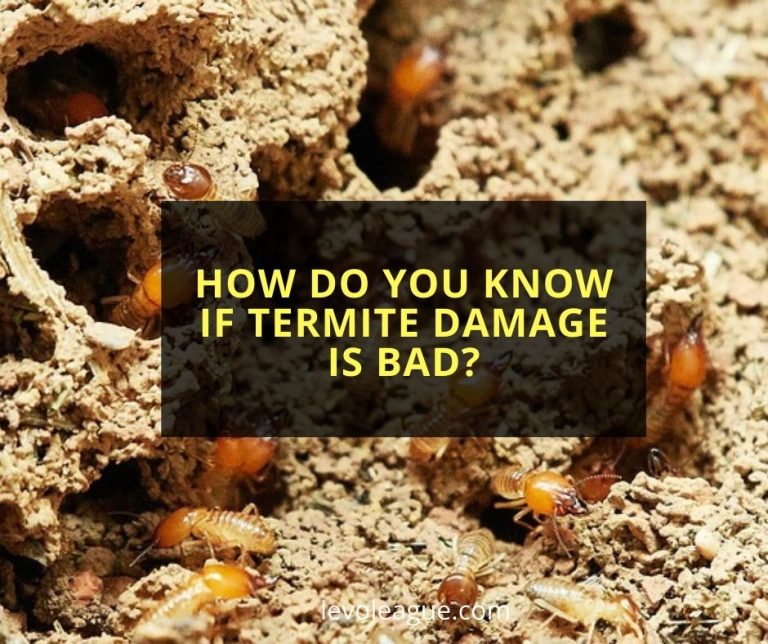 How Do You Know If Termite Damage Is Bad? - Diy Morning