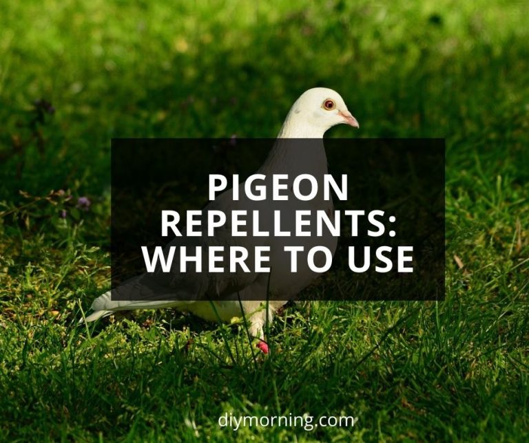 Pigeon repellents: Where to use