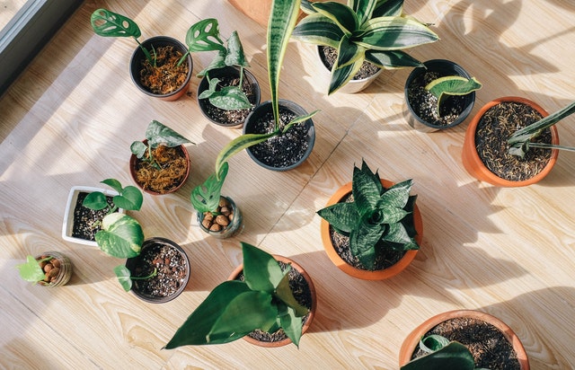 Simple Tips That Will Help You Start Your DIY Indoor Garden