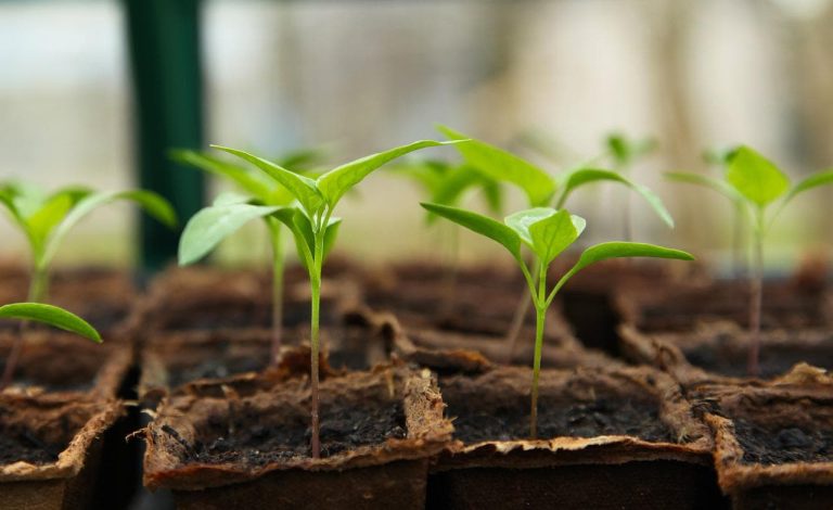 Useful Hacks That Will Help Your Plants Grow Faster And Healthier