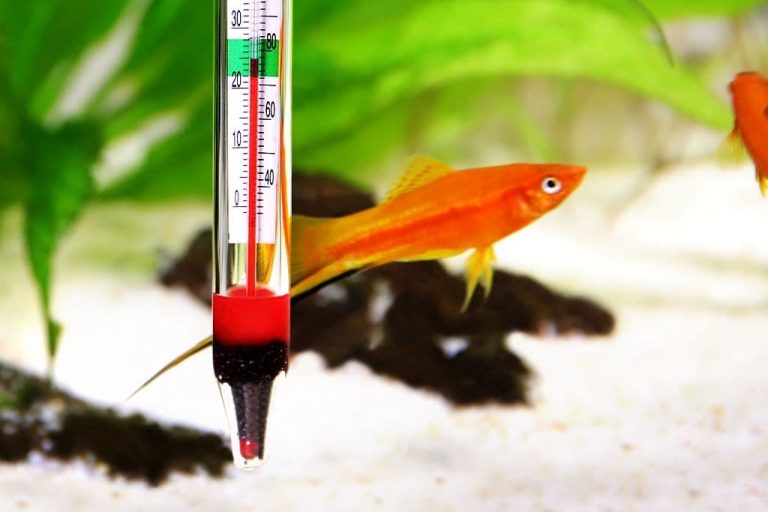 How To Protect Your Aquarium Against High Temperatures