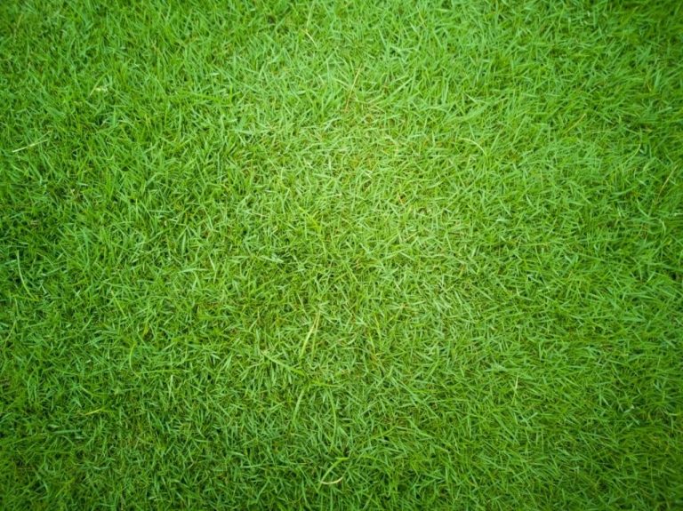 The Essential Steps for Aerating Your Bermuda Grass