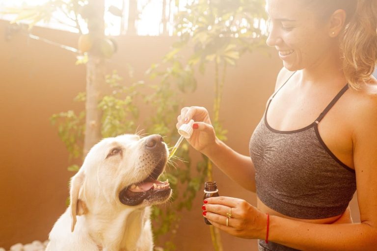 What You Should Know About CBD Oil for Dogs?