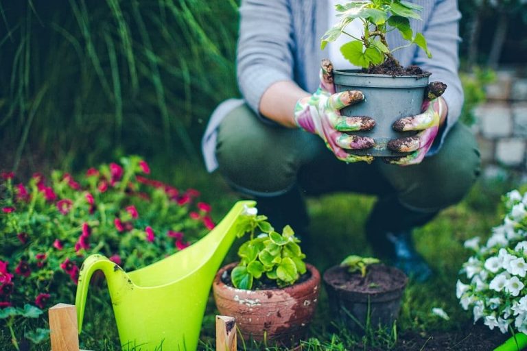 7 Garden Care Tips