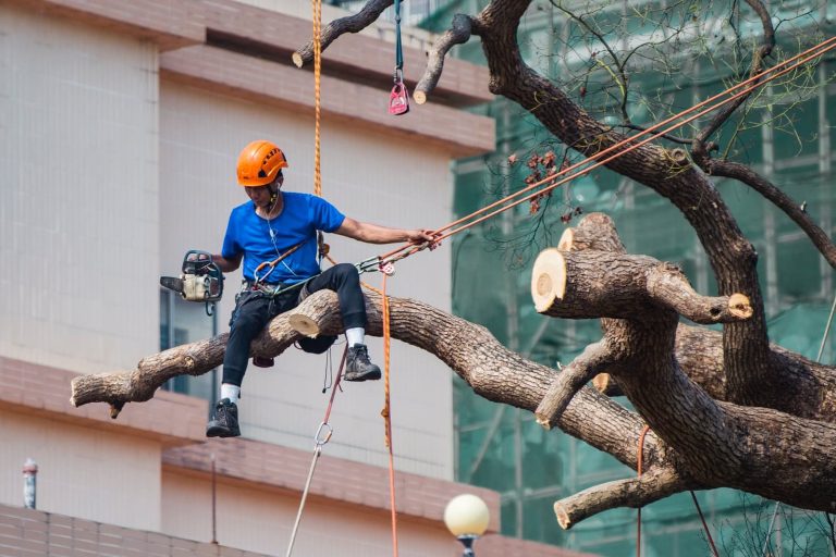 Trees Near Your House: Should You Have Them Removed or Trimmed?