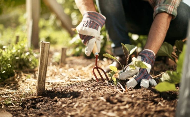 5 Amazing Reasons Why You Should Start Gardening