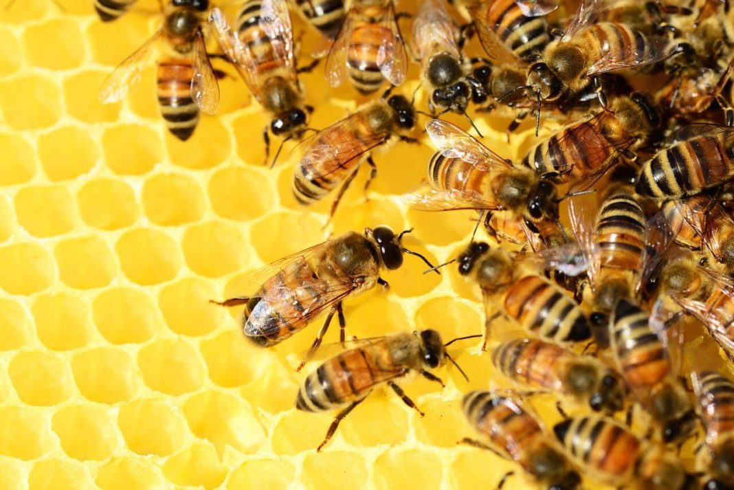 A Beginner's Guide On How To Keep Bees In Your Backyard DIY Morning