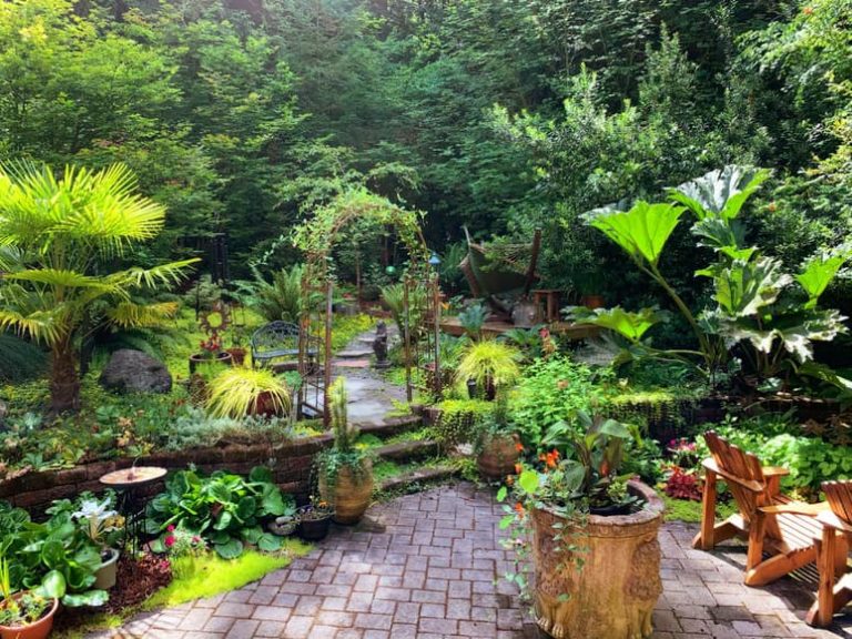 Want To Turn Your Backyard Into A Tropical Oasis Here Are The Guidelines