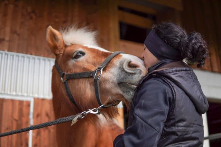 Horse Tack Essentials: The Ultimate Checklist